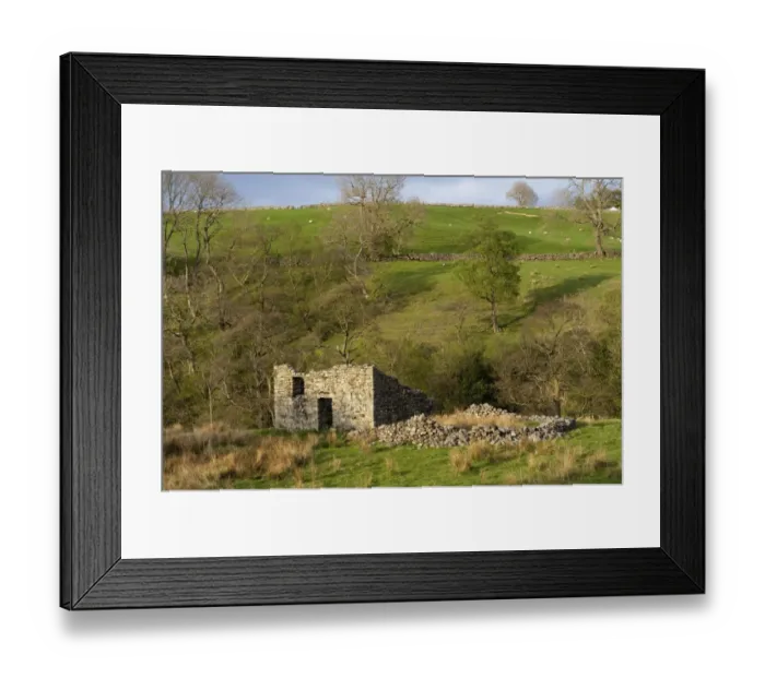Framed Print : View of derelict stone barn in field, with sheep on pasture with drystone walls in background, Cumbria, England, april Framed Print : View of derelict stone barn in field, with sheep on pasture with drystone walls in background, Cumbria, England, april