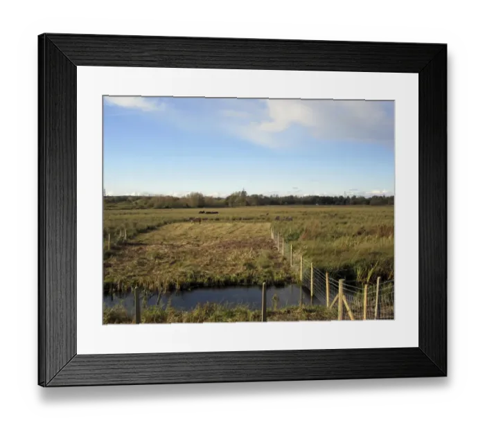 Framed Print : View of wetland habitat with cut area, Konik Horse (Equus caballus gemelli) and Domestic Water Buffalo (Bubalis bubalis) Framed Print : View of wetland habitat with cut area, Konik Horse (Equus caballus gemelli) and Domestic Water Buffalo (Bubalis bubalis)