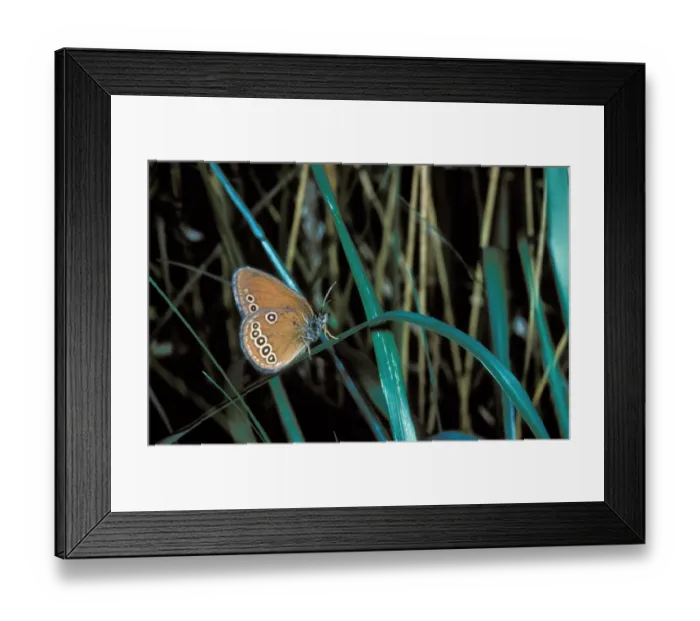 Framed Print : False Ringlet Butterfly (Coenonympha oedippus) Male  /  France