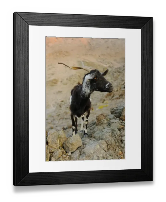 Framed Print : Domestic Goat, adult, standing on rocks, cause of complete overgrazing of vegetation on island, Samha island, Socotra Framed Print : Domestic Goat, adult, standing on rocks, cause of complete overgrazing of vegetation on island, Samha island, Socotra