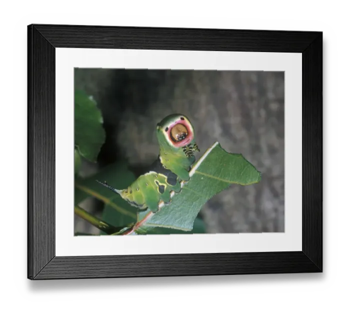 Framed Print : Puss Moth (Cerura vinula) Larva / showing threat posture Framed Print : Puss Moth (Cerura vinula) Larva / showing threat posture