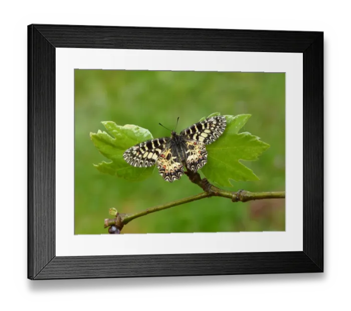 Framed Print : Southern Festoon (Zerynthia polyxena) adult, resting on leaves, Greece, april Framed Print : Southern Festoon (Zerynthia polyxena) adult, resting on leaves, Greece, april