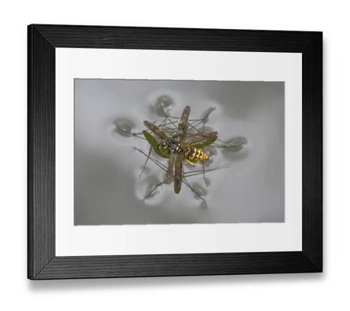 Framed Print : Common Pond Skater (Gerris lacustris) four adults, feeding on Common Wasp (Vespula vulgaris) Framed Print : Common Pond Skater (Gerris lacustris) four adults, feeding on Common Wasp (Vespula vulgaris)