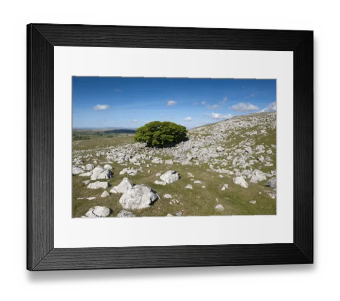 Framed Print : View of limestone pavement habitat with tree growing amongst rocks, Fell End Clouds, Howgill Fells, Cumbria, England Framed Print : View of limestone pavement habitat with tree growing amongst rocks, Fell End Clouds, Howgill Fells, Cumbria, England
