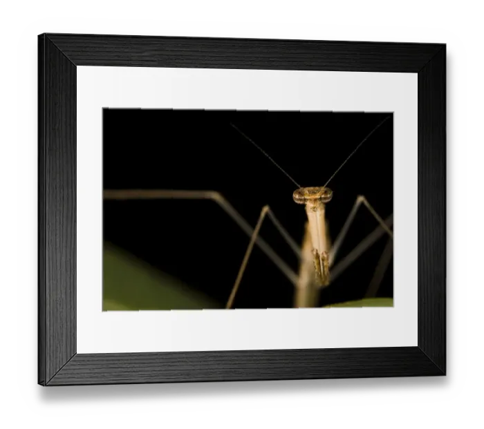 Framed Print : Stick Mantis (Mantodea sp. ) adult, close-up of head and legs, Banfora, Comoe Province, Burkina Faso Framed Print : Stick Mantis (Mantodea sp. ) adult, close-up of head and legs, Banfora, Comoe Province, Burkina Faso