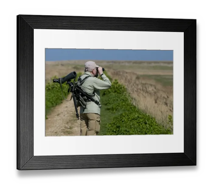 Framed Print : Mature birdwatcher with binoculars and telescope, looking over coastal marshland, Cley Marshes Reserve