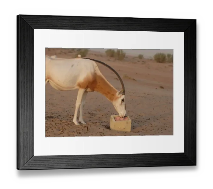 Framed Print : Scimitar-horned Oryx (Oryx dammah) adult, chewing on salt lick, Dubai Desert Conservation Reserve, Al Maha, Dubai Framed Print : Scimitar-horned Oryx (Oryx dammah) adult, chewing on salt lick, Dubai Desert Conservation Reserve, Al Maha, Dubai
