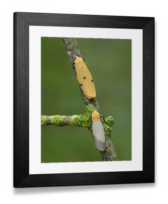 Framed Print : Four-spotted Footman (Lithosia quadra) adult male and female, resting on lichen covered twig, Cannobina Valley Framed Print : Four-spotted Footman (Lithosia quadra) adult male and female, resting on lichen covered twig, Cannobina Valley