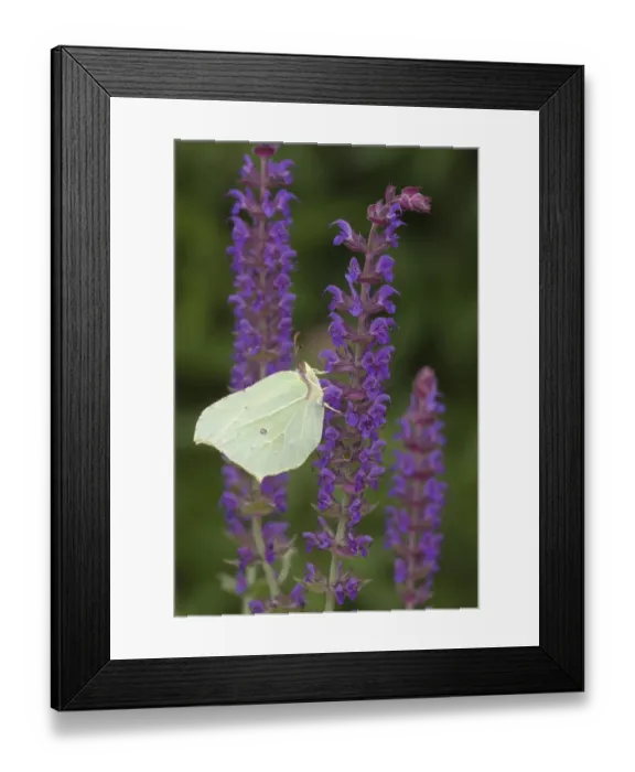 Framed Print : Brimstone Butterfly (Gonepteryx rhamni) adult, feeding on Meadow Sage (Salvia nemorosa) flowers in garden, England Framed Print : Brimstone Butterfly (Gonepteryx rhamni) adult, feeding on Meadow Sage (Salvia nemorosa) flowers in garden, England