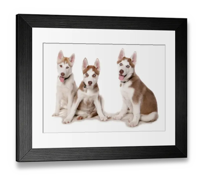 Framed Print : Domestic Dog, Siberian Husky, three puppies, sitting, with collars and tags