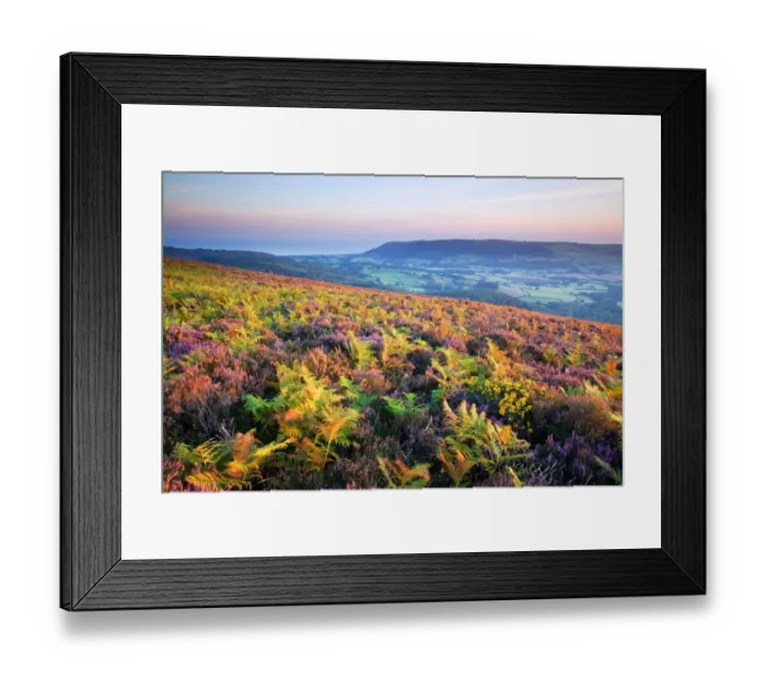 Framed Print : Moorland habitat with ferns and heather on hillside overlooking valley and coast at sunrise, Luccombe Hill Framed Print : Moorland habitat with ferns and heather on hillside overlooking valley and coast at sunrise, Luccombe Hill