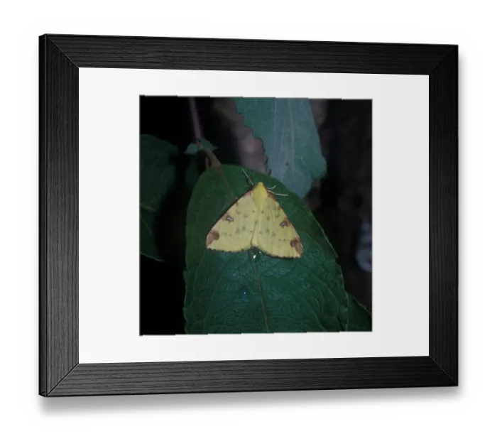Framed Print : Moth - Brimstone (Opisthograptis luteolata) on leaf