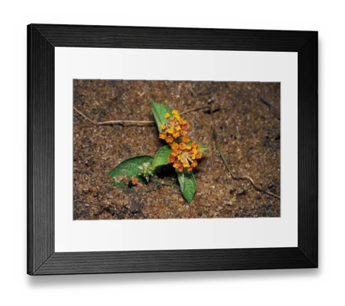 Framed Print : Sleeper Weed - Madagascar Framed Print : Sleeper Weed - Madagascar