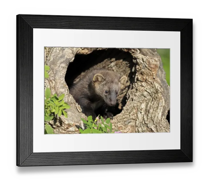 Framed Print : Fisher (Martes pennanti) fourteen-weeks old young, in hollow tree trunk, Montana, U. S. A. june (captive) Framed Print : Fisher (Martes pennanti) fourteen-weeks old young, in hollow tree trunk, Montana, U. S. A. june (captive)
