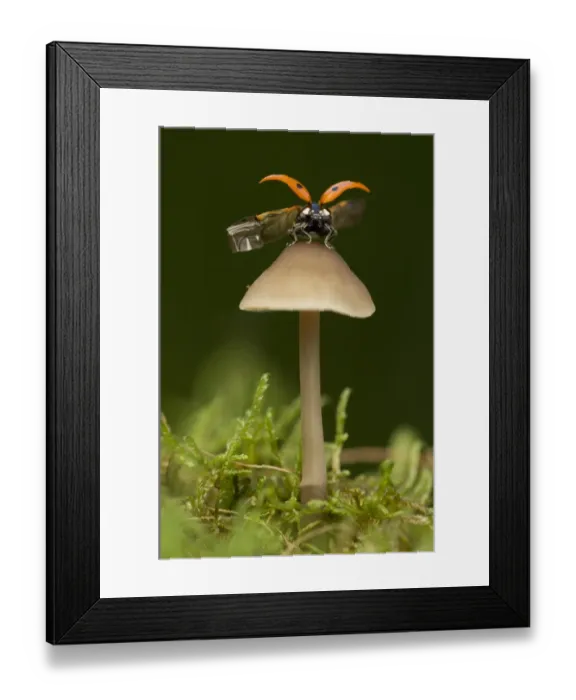 Framed Print : Seven-spot Ladybird (Coccinella septempunctata) adult, opening wings, standing on toadstool, Sheffield Framed Print : Seven-spot Ladybird (Coccinella septempunctata) adult, opening wings, standing on toadstool, Sheffield