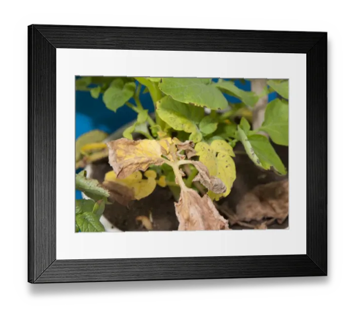 Framed Print : Potato (Solanum tuberosum) nitrogen deficiency, close-up of leaves Framed Print : Potato (Solanum tuberosum) nitrogen deficiency, close-up of leaves