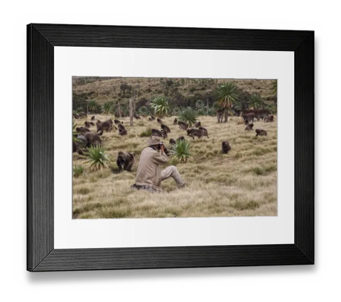 Framed Print : Wildlife photographer taking photos of Gelada (Theropithecus gelada) troop and Walia Ibex (Capra walie) herd Framed Print : Wildlife photographer taking photos of Gelada (Theropithecus gelada) troop and Walia Ibex (Capra walie) herd