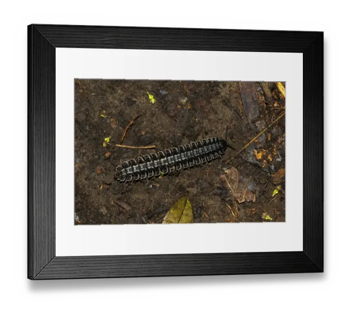 Framed Print : Flat-backed Millipede (Barydesmus sp. ) adult, on rainforest floor, Yasuni N. P. Amazon, Ecuador Framed Print : Flat-backed Millipede (Barydesmus sp. ) adult, on rainforest floor, Yasuni N. P. Amazon, Ecuador