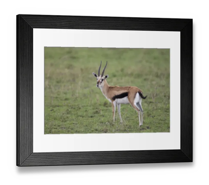 Framed Print : Thomsons Gazelle (Gazella thomsoni) adult male, standing, Serengeti N. P. Tanzania, november Framed Print : Thomsons Gazelle (Gazella thomsoni) adult male, standing, Serengeti N. P. Tanzania, november