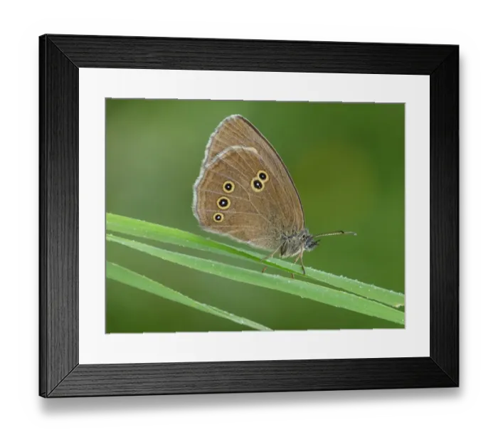Framed Print : Ringlet (Aphantopus hyperantus) adult male, resting on grass in meadow, in early morning rainfall, France, july Framed Print : Ringlet (Aphantopus hyperantus) adult male, resting on grass in meadow, in early morning rainfall, France, july