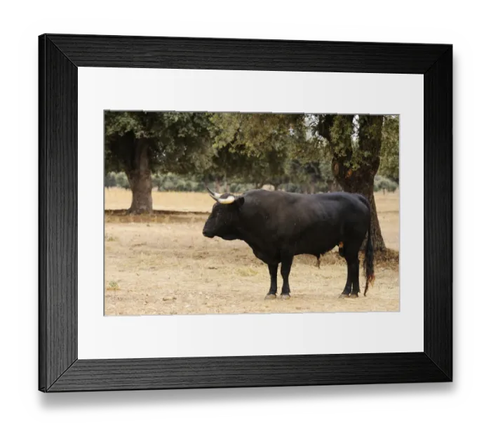 Framed Print : Domestic Cattle, Spanish Fighting Bull, bull, standing in dehesa habitat, Salamanca, Castile and Leon, Spain, september Framed Print : Domestic Cattle, Spanish Fighting Bull, bull, standing in dehesa habitat, Salamanca, Castile and Leon, Spain, september