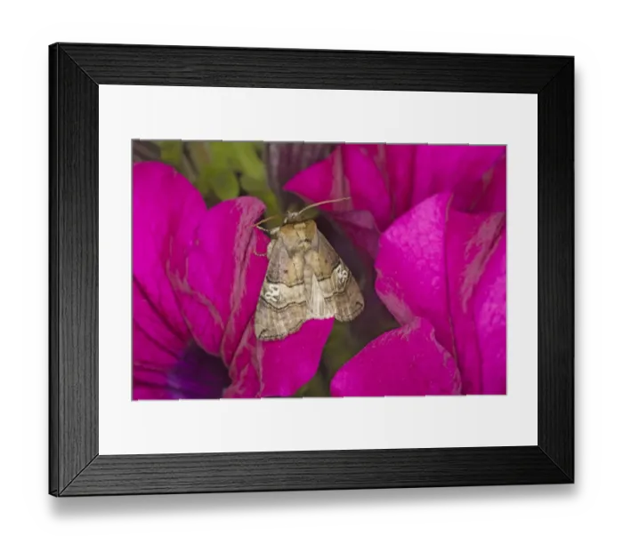 Framed Print : Figure of Eighty (Tethea ocularis) adult, resting on flower, Essex, England, july Framed Print : Figure of Eighty (Tethea ocularis) adult, resting on flower, Essex, England, july