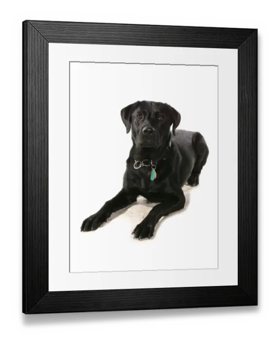Framed Print : Domestic Dog, Black Labrador Retriever, adult, laying, with collar and tag Framed Print : Domestic Dog, Black Labrador Retriever, adult, laying, with collar and tag