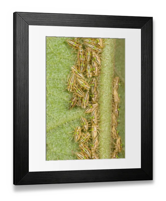 Framed Print : Treehopper (Membracidae sp. ) young nymphae, clutched together and feeding on leaf, Manu Road, Departemento Cuzco Framed Print : Treehopper (Membracidae sp. ) young nymphae, clutched together and feeding on leaf, Manu Road, Departemento Cuzco