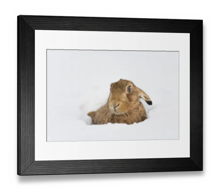Framed Print : European Hare (Lepus europaeus) adult, resting in snow covered field, Oxfordshire, England, december Framed Print : European Hare (Lepus europaeus) adult, resting in snow covered field, Oxfordshire, England, december