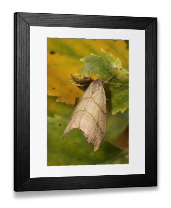 Framed Print : Scalloped Hook-tip (Falcaria lacertinaria) adult, resting on leaf, Powys, Wales, august Framed Print : Scalloped Hook-tip (Falcaria lacertinaria) adult, resting on leaf, Powys, Wales, august