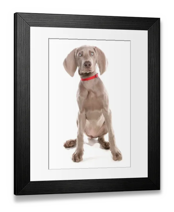 Framed Print : Domestic Dog, Short-haired Weimaraner, female puppy, sitting, with collar Framed Print : Domestic Dog, Short-haired Weimaraner, female puppy, sitting, with collar