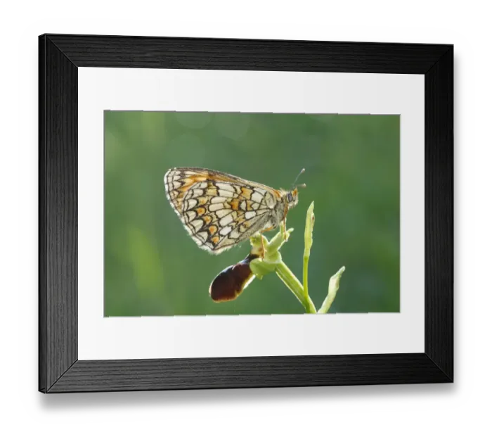 Framed Print : Heath Fritillary (Mellicta athalia) adult, roosting on Early Spider Orchid (Ophrys sphegodes) flower, Pyrenees, Ariege Framed Print : Heath Fritillary (Mellicta athalia) adult, roosting on Early Spider Orchid (Ophrys sphegodes) flower, Pyrenees, Ariege