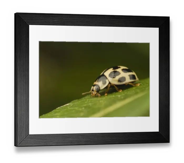 Framed Print : Fourteen-spot Ladybird (Calvia quattuordecimguttata) adult, resting on leaf, Leicestershire, England, april Framed Print : Fourteen-spot Ladybird (Calvia quattuordecimguttata) adult, resting on leaf, Leicestershire, England, april