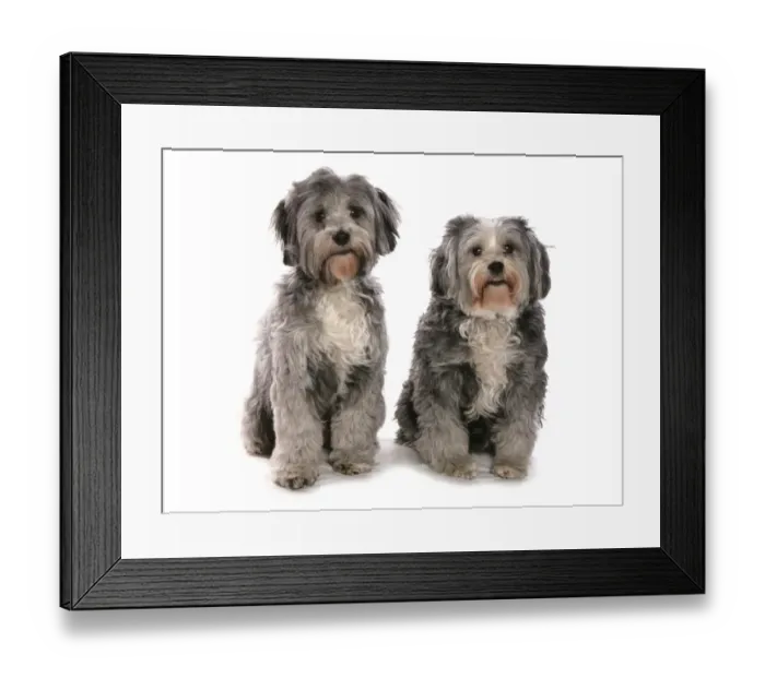 Framed Print : Domestic Dog, Tibetan Terrier, two adults, sitting Framed Print : Domestic Dog, Tibetan Terrier, two adults, sitting