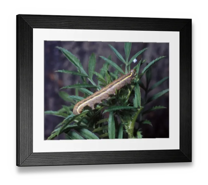 Framed Print : Brown-line Bright- eyed Moth (Leucania conigera) Close-up / larva on plant Framed Print : Brown-line Bright- eyed Moth (Leucania conigera) Close-up / larva on plant