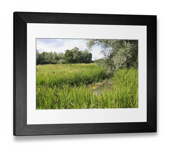 Framed Print : View of ditch in unimproved wet grazing meadow habitat, River Dove, Thornham Magna, Suffolk, England, august Framed Print : View of ditch in unimproved wet grazing meadow habitat, River Dove, Thornham Magna, Suffolk, England, august