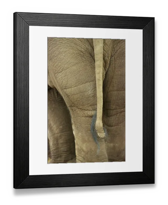Framed Print : Asian Elephant (Elephas maximus) adult, close-up of tail, Chester Zoo Framed Print : Asian Elephant (Elephas maximus) adult, close-up of tail, Chester Zoo
