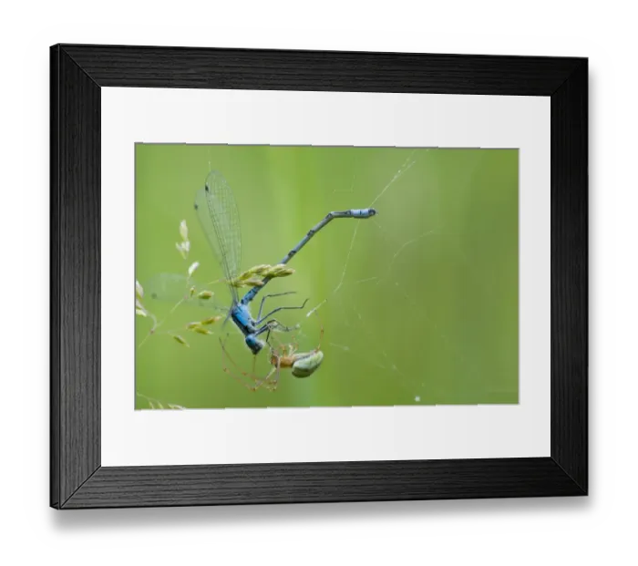 Framed Print : Common Stretch Spider (Tetragnatha extensa) adult, with Common Blue Damselfly (Enallagma cyathigerum) adult male Framed Print : Common Stretch Spider (Tetragnatha extensa) adult, with Common Blue Damselfly (Enallagma cyathigerum) adult male