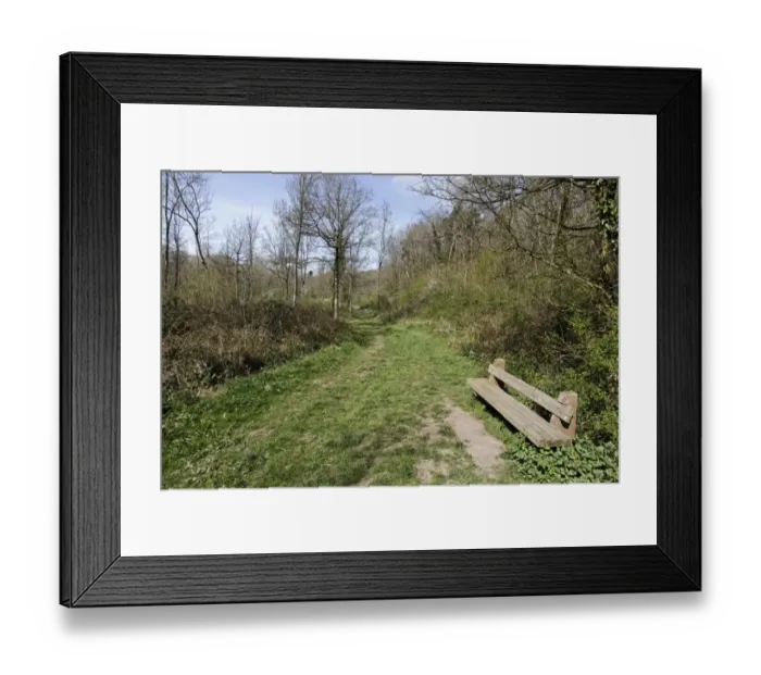 Framed Print : Bench beside path through woodland habitat, Highnam Woods RSPB Reserve, Gloucestershire, England, april Framed Print : Bench beside path through woodland habitat, Highnam Woods RSPB Reserve, Gloucestershire, England, april