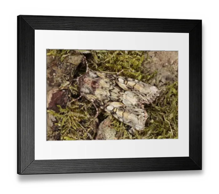 Framed Print : Beautiful Brocade (Lacanobia contigua) adult, resting on moss, Powys, Wales, june