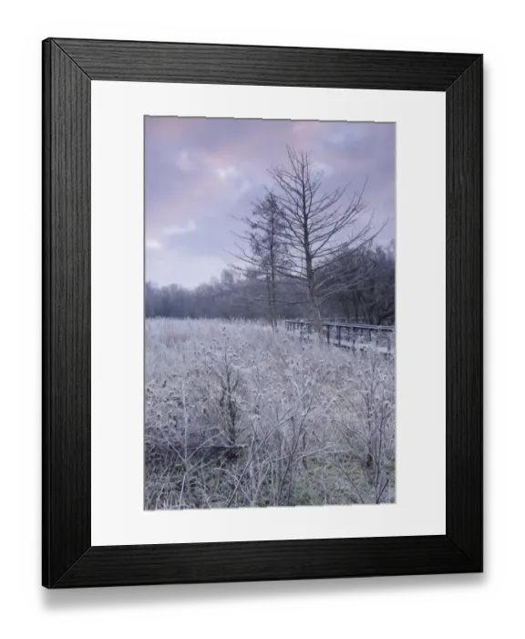 Framed Print : Frosted seedheads and boardwalk through marshland habitat at dawn, Fairburn Ings RSPB Reserve, Fairburn Framed Print : Frosted seedheads and boardwalk through marshland habitat at dawn, Fairburn Ings RSPB Reserve, Fairburn
