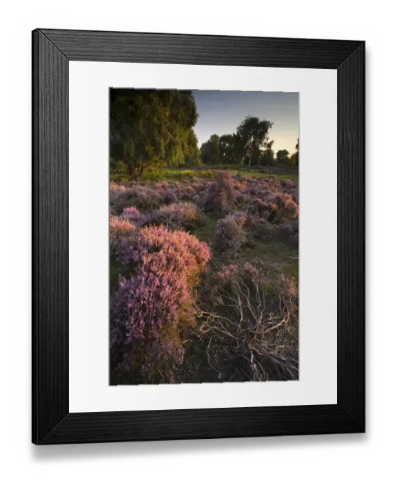 Framed Print : View of heathland with flowering heather in evening sunlight, Sutton Heath, Sandlings, Suffolk, England, august Framed Print : View of heathland with flowering heather in evening sunlight, Sutton Heath, Sandlings, Suffolk, England, august