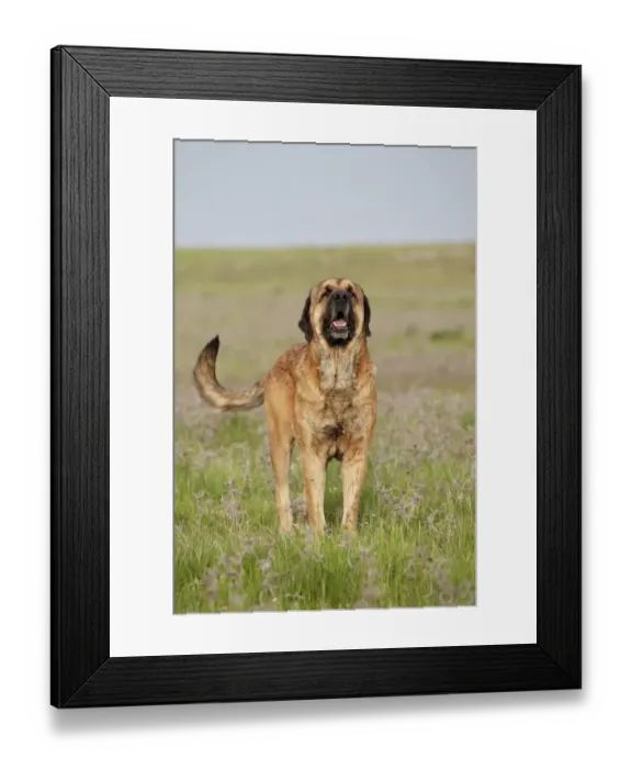 Framed Print : Domestic Dog, Spanish Mastiff, adult male, standing in grassland, Extremadura, Spain, april Framed Print : Domestic Dog, Spanish Mastiff, adult male, standing in grassland, Extremadura, Spain, april