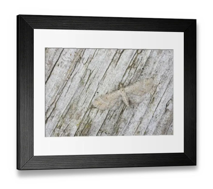 Framed Print : Plain Pug (Eupithecia simpliciata) adult, camouflaged, Essex, England Framed Print : Plain Pug (Eupithecia simpliciata) adult, camouflaged, Essex, England