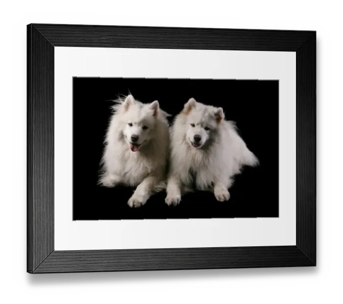 Framed Print : Domestic Dog, Samoyed, two adult females, laying Framed Print : Domestic Dog, Samoyed, two adult females, laying