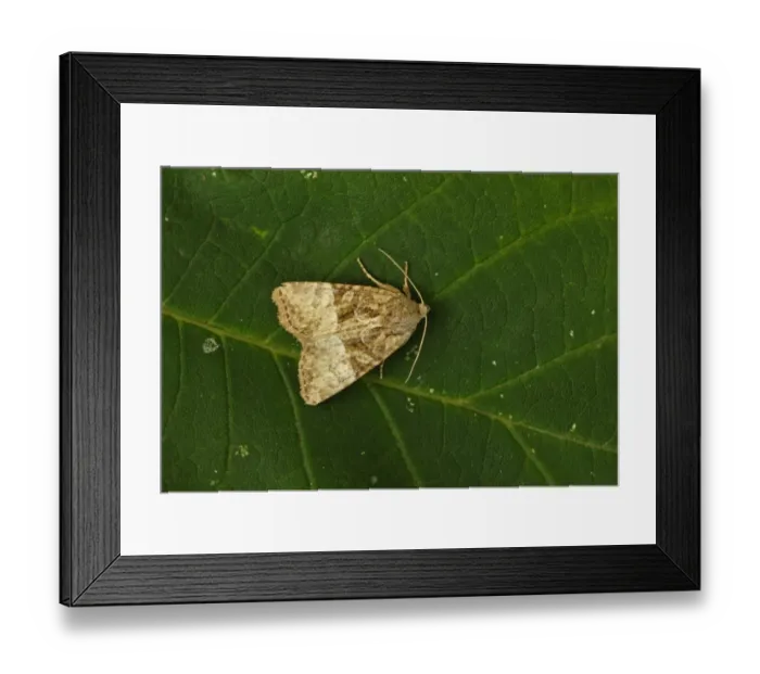 Framed Print : Cloaked Minor (Mesoligia furuncula) adult, resting on leaf, Norfolk, England, august Framed Print : Cloaked Minor (Mesoligia furuncula) adult, resting on leaf, Norfolk, England, august
