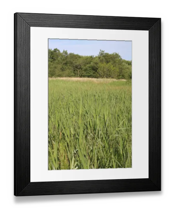 Framed Print : View of mixed sedge and reed fen habitat, Little Ouse Headwaters Project, Blo Norton Fen, Blo Norton Framed Print : View of mixed sedge and reed fen habitat, Little Ouse Headwaters Project, Blo Norton Fen, Blo Norton