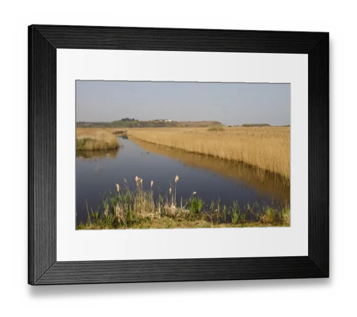 Framed Print : View of coastal wetland habitat with reedmace and reedbeds, looking towards Dunwich, Minsmere RSPB Reserve, Suffolk Framed Print : View of coastal wetland habitat with reedmace and reedbeds, looking towards Dunwich, Minsmere RSPB Reserve, Suffolk