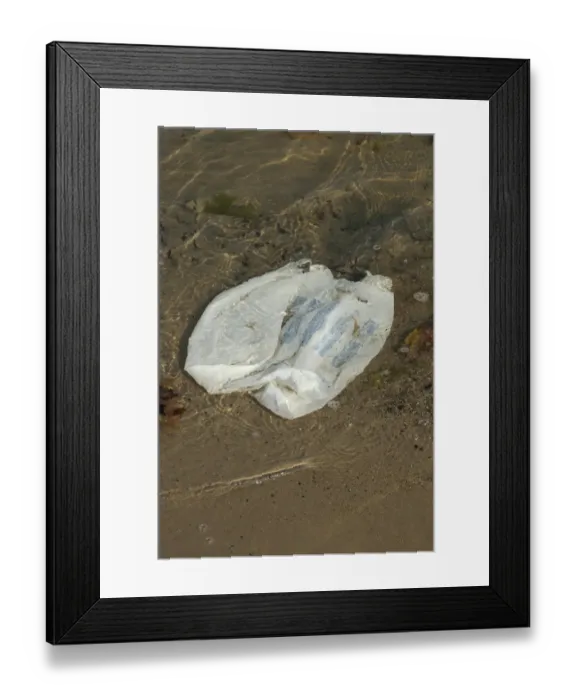 Framed Print : Plastic carrier bag washing up on beach, Studland, Isle of Purbeck, Dorset, England, august