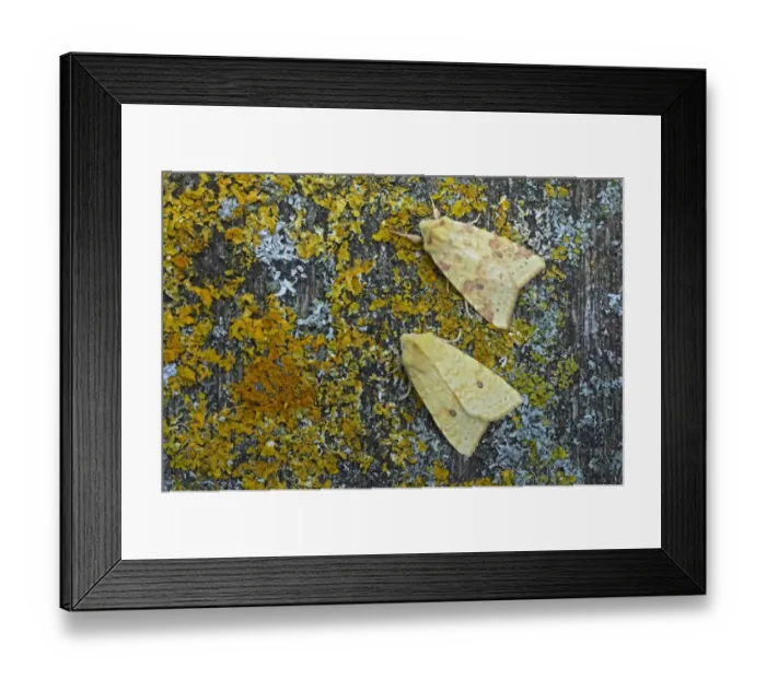 Framed Print : Common Sallow (Xanthia icteritia) normal (upper) and flavescens (lower) forms, two adults, resting on lichen, Essex Framed Print : Common Sallow (Xanthia icteritia) normal (upper) and flavescens (lower) forms, two adults, resting on lichen, Essex